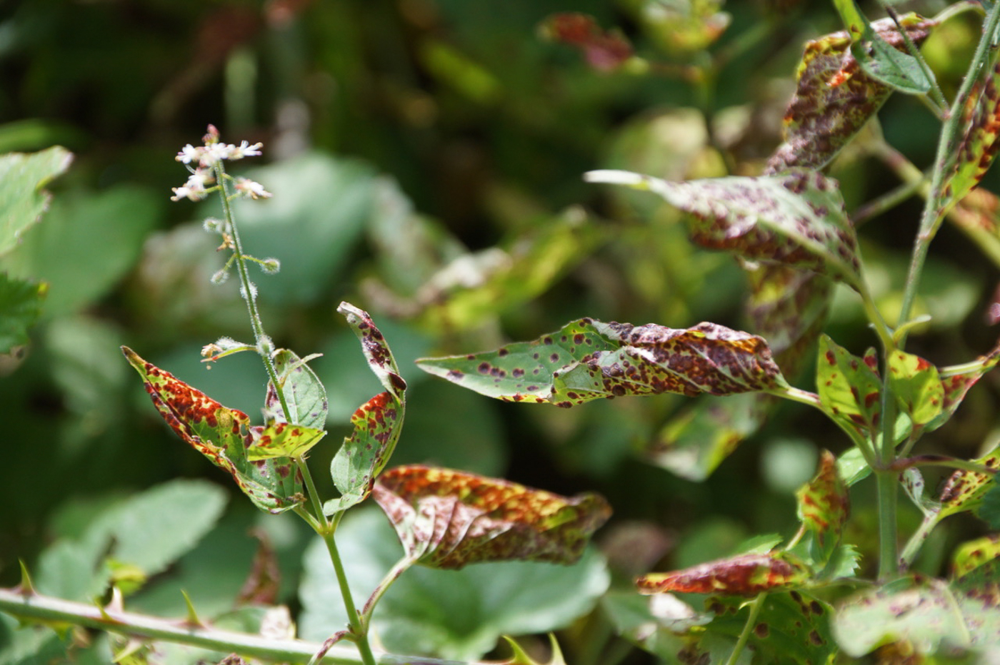 Photo © Bob Simpson Puccinia circaeae by Bob Simpson